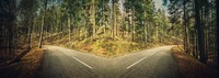 Das Bild zeigt eine Straße, die sich im Wald in zwei Wege teilt. 
